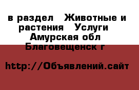  в раздел : Животные и растения » Услуги . Амурская обл.,Благовещенск г.